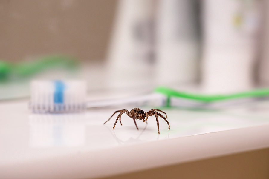 Spiders Found Indoors and Dangers They Pose