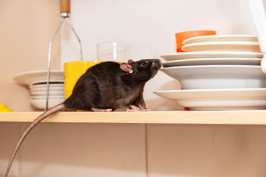 10 things to know about rodent pests