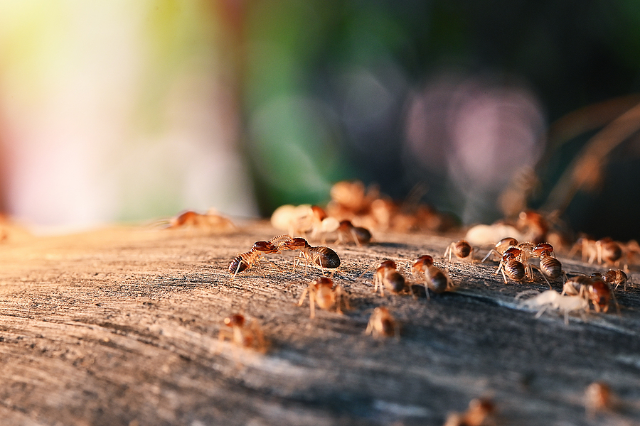 Colony Of Termite, Termites eat wood , termites that come out to the surface after the rain fell. termite colonies mostly live below the surface of the land