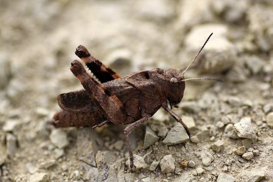 Cricket prevention