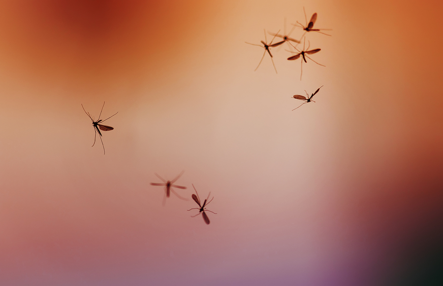 Swarm Of Mosquito Insects Flyi