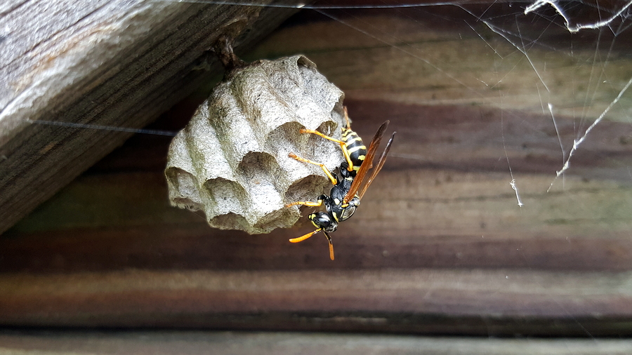Wasp Nest With A Wasp Sitting