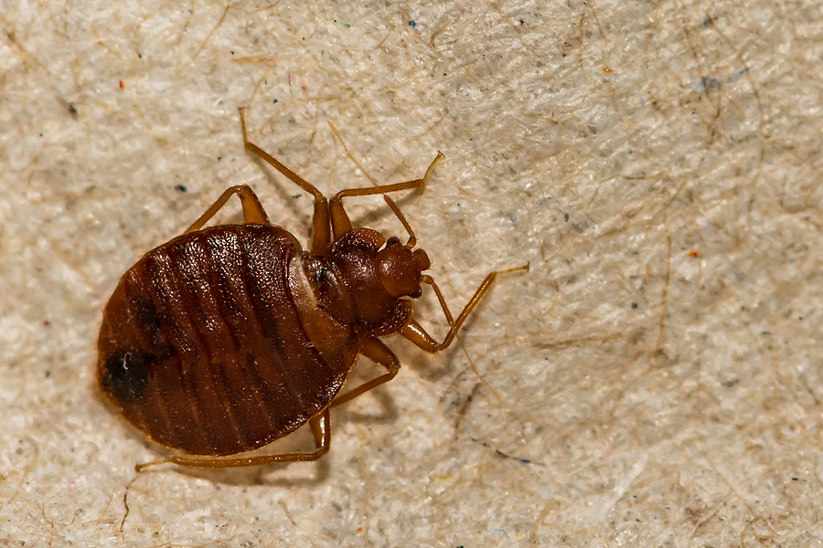 A close up of a Common Bed Bug found in Connecticut United States.