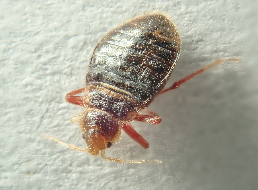 Bed bug on a light background. Household parasite. Close-up photo.