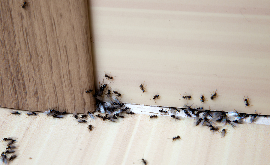 prevent ant infestation