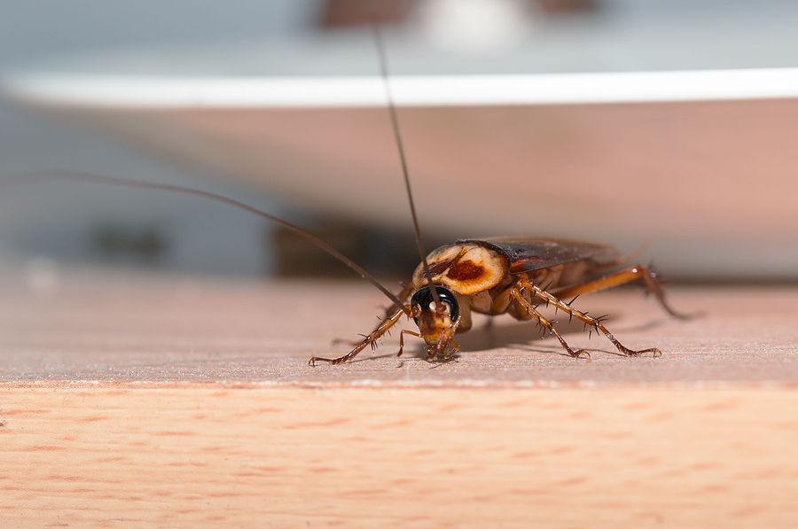 How To Prevent Cockroaches From Entering Your Home