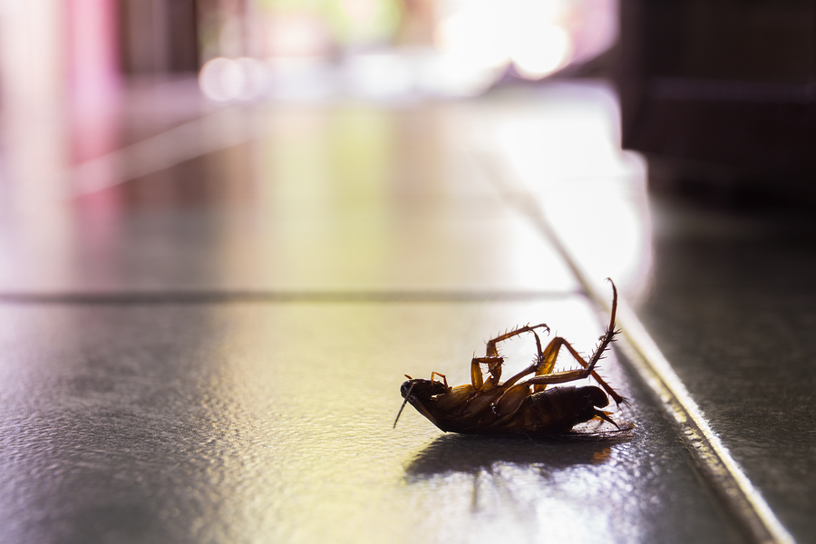 Pest proofing your home in the spring/summer