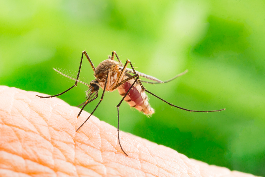 stop mosquitoes from taking over your yard