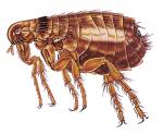 cat flea