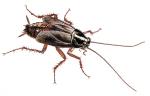 oriental cockroach oriental cockroach