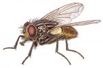 house fly