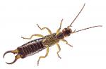 earwig earwig