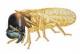 subterranean termite