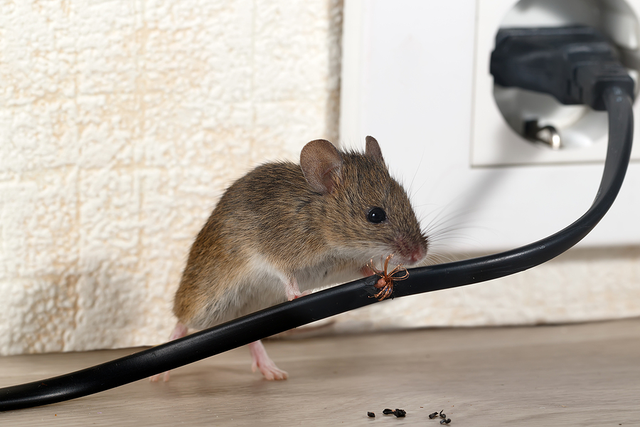 Closeup mouse gnaws wire in an apartment house on the background of the wall and electrical outlet . Inside high-rise buildings. Fight with mice in the apartment. Extermination. Small DOF focus put only to wire.